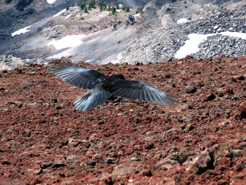 raven (Corvus corax) [South Sister Trail, Three Sisters Wilderness, Lane County, Oregon]