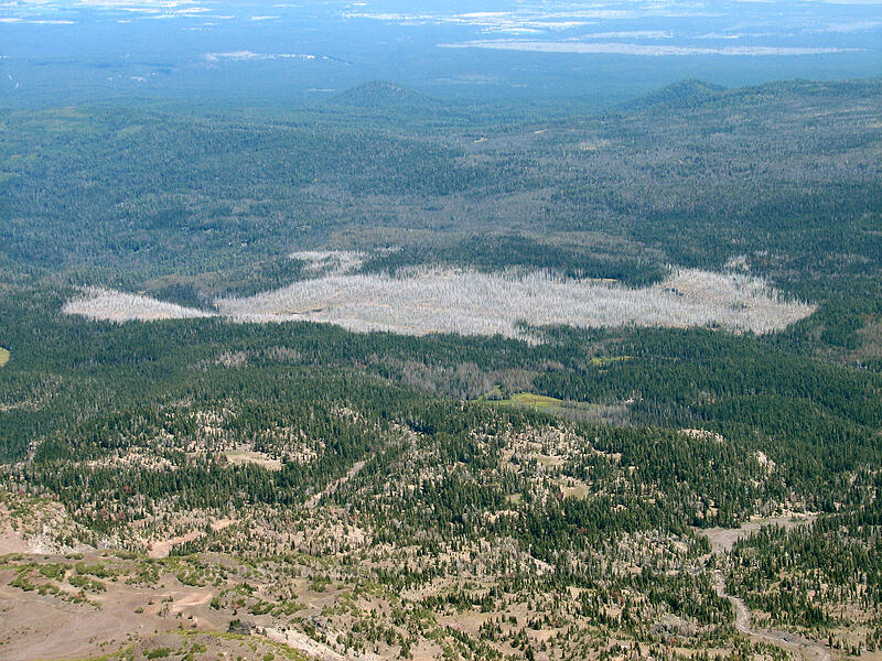 remnants of 1996 forest fire [South Sister crater rim, Three Sisters Wilderness, Deschutes County, Oregon]