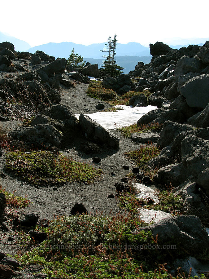 rock garden [Monitor Ridge, Mt. St. Helens National Volcanic Monument, Skamania County, Washington]