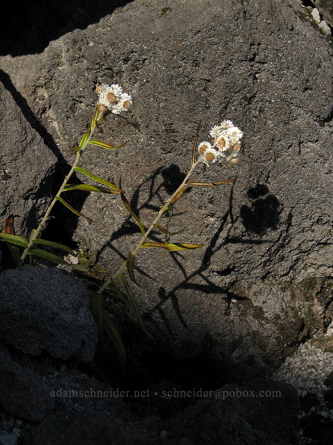 pearly everlasting (Anaphalis margaritacea) [Monitor Ridge Trail, Mt. St. Helens National Volcanic Monument, Skamania County, Washington]