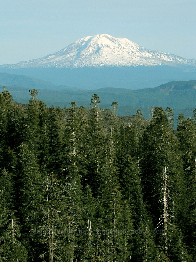 Mount Adams [Monitor Ridge Trail, Mt. St. Helens National Volcanic Monument, Skamania County, Washington]