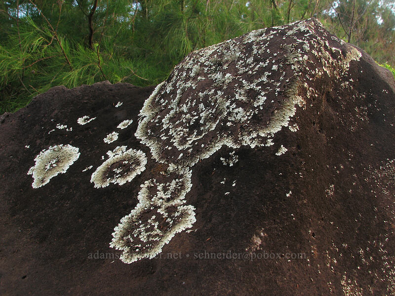 lichen on rocks [Moloa'a Bay, Anahola, Kaua'i, Hawaii]