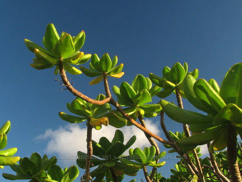 naupaka kahakai (beach naupaka) (Scaevola taccada (Scaevola sericea)) [Moloa'a Bay, Anahola, Kaua'i, Hawaii]