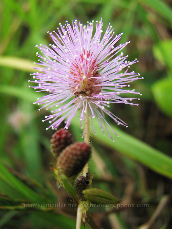 sensitive plant flower (Mimosa pudica) [Moloa'a Bay, Anahola, Kaua'i, Hawaii]