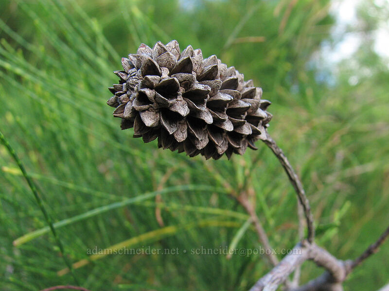ironwood seed pod (Casuarina sp.) [Moloa'a Bay, Anahola, Kaua'i, Hawaii]