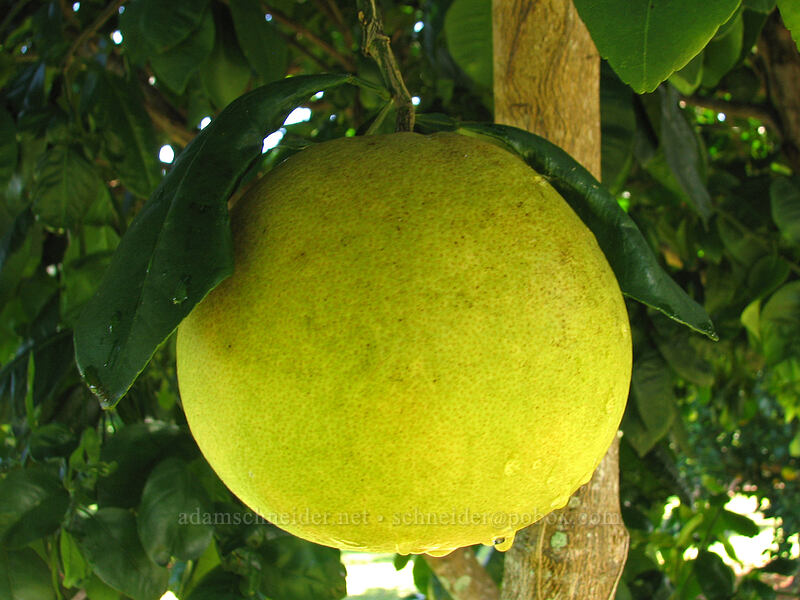 pomelo (Citrus maxima (Citrus grandis)) [Green Acres Cottages, Kilauea, Kaua'i, Hawaii]