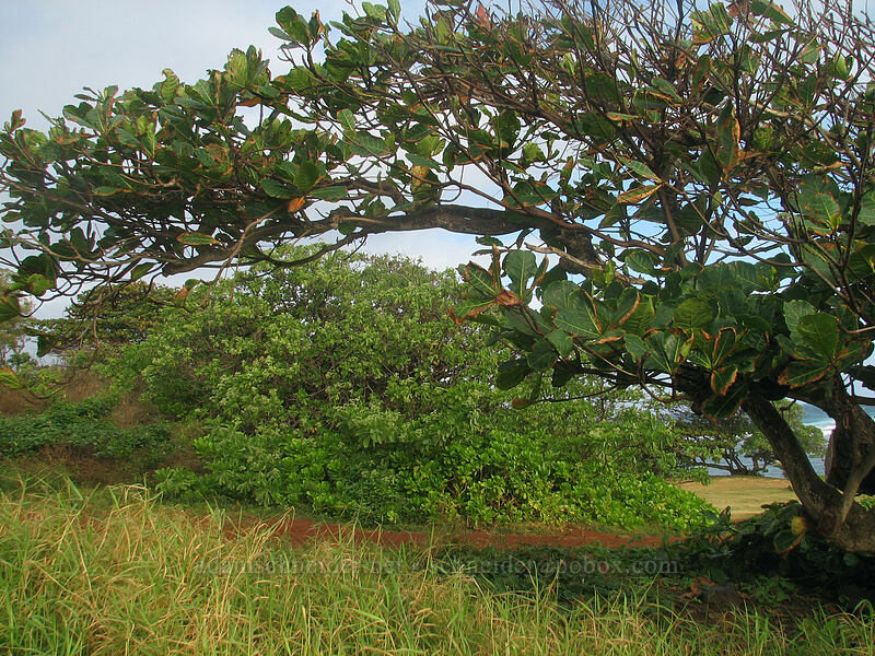 false kamani (tropical almond) tree (Terminalia catappa) [Larsen's Beach, Kilauea, Kaua'i, Hawaii]