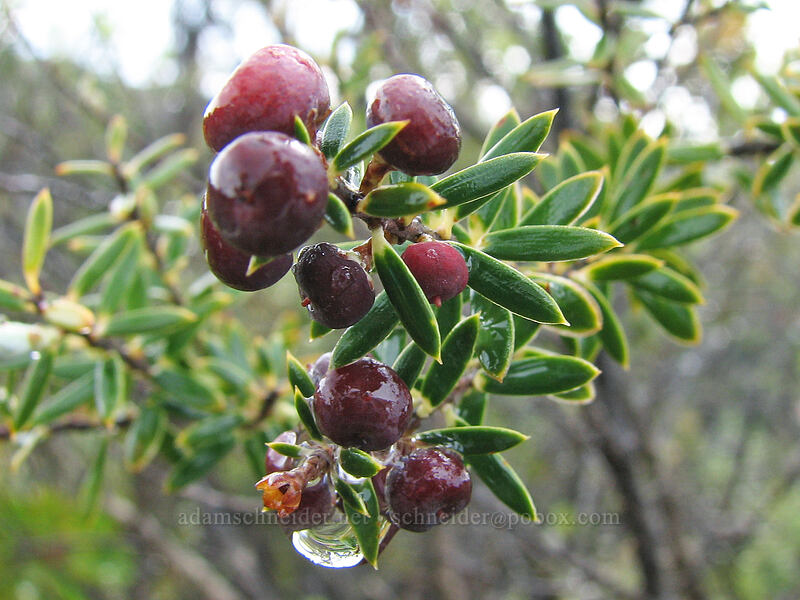pukiawe berries (Leptecophylla tameiameiae (Styphelia tameiameiae)) [Awa'awapuhi Trail, Na Pali Coast, Kaua'i, Hawaii]