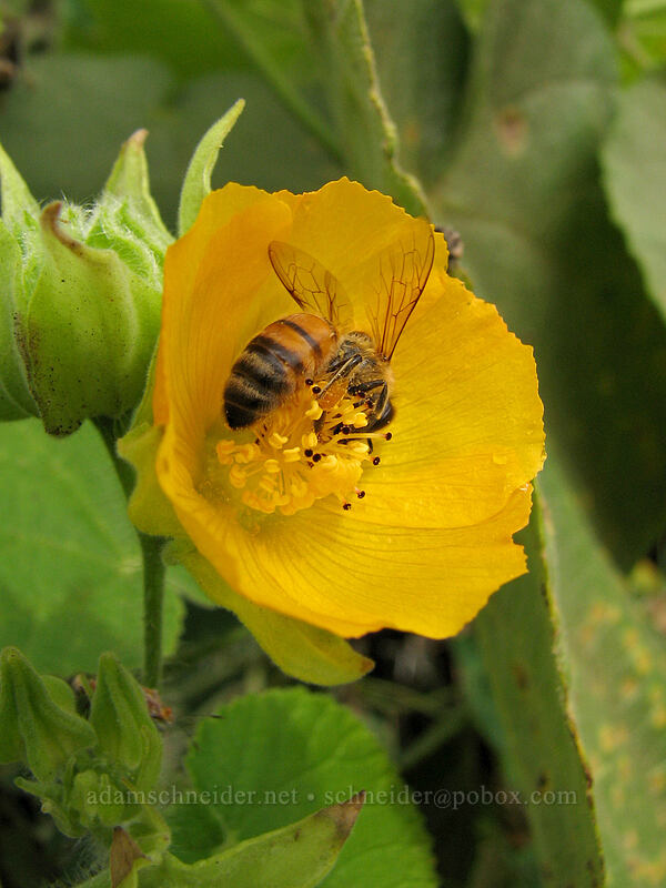 honeybee on hairy Indian mallow (Apis mellifera, Abutilon grandifolium) [Koloa Landing, Po'ipu, Kaua'i, Hawaii]