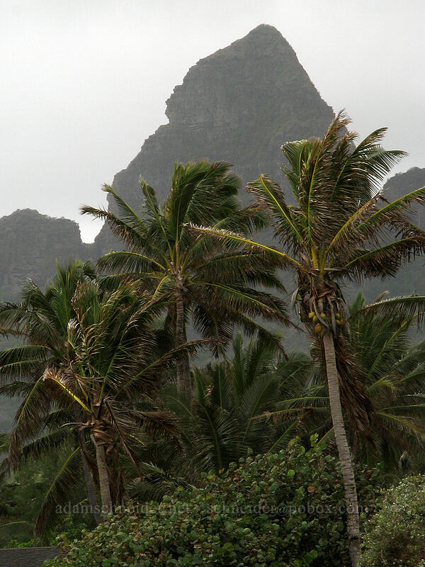 Kalalea Mountain & coconut palms (Cocos nucifera) ['Aliomanu Beach, Anahola, Kaua'i, Hawaii]