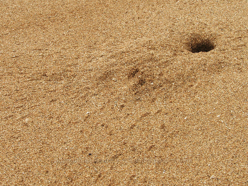 crab tracks ['Aliomanu Beach, Anahola, Kaua'i, Hawaii]