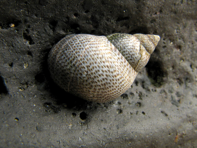 spotted periwinkle shell (Littoraria pintado) ['Aliomanu Beach, Anahola, Kaua'i, Hawaii]