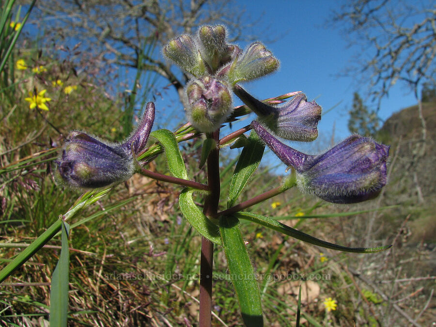 upland larkspur (Delphinium nuttallianum) [Catherine Creek, Gifford Pinchot National Forest, Klickitat County, Washington]