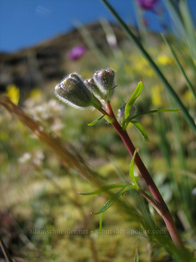 upland larkspur, budding (Delphinium nuttallianum) [Catherine Creek, Gifford Pinchot National Forest, Klickitat County, Washington]