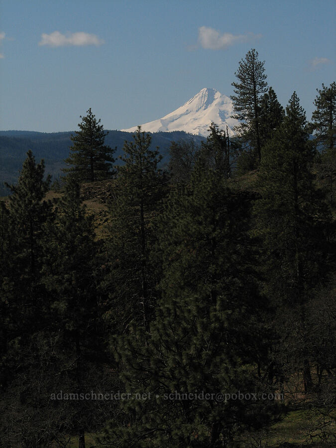 Mount Hood [Catherine Creek, Gifford Pinchot National Forest, Klickitat County, Washington]