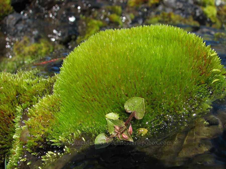 moss in a creek [east of Catherine Creek, Gifford Pinchot National Forest, Klickitat County, Washington]