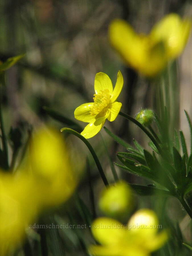 western buttercups (Ranunculus occidentalis) [Catherine Creek, Gifford Pinchot National Forest, Klickitat County, Washington]