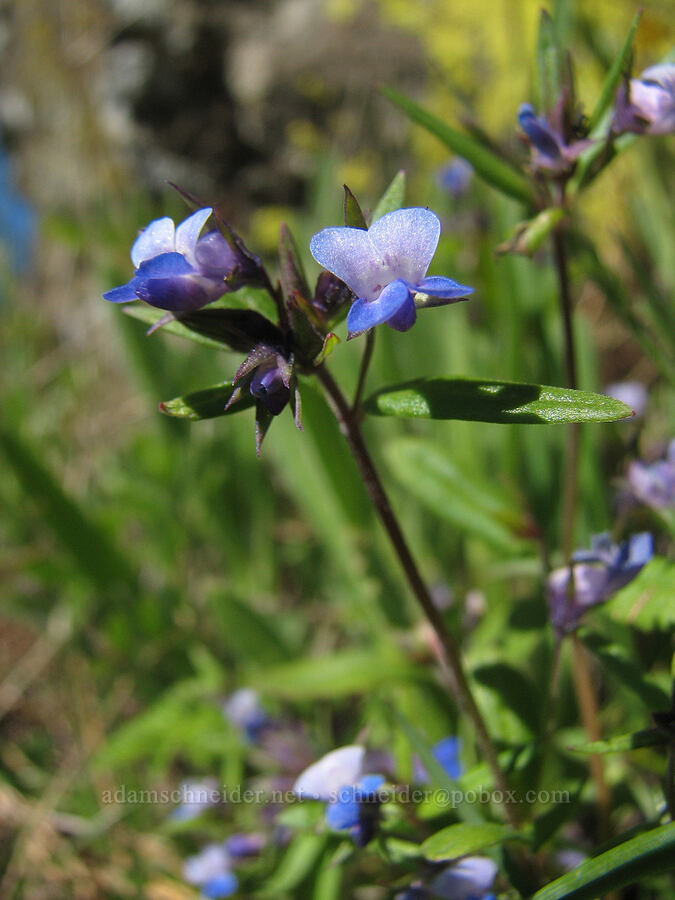 small-flowered blue-eyed Mary (Collinsia parviflora) [Catherine Creek, Gifford Pinchot National Forest, Klickitat County, Washington]