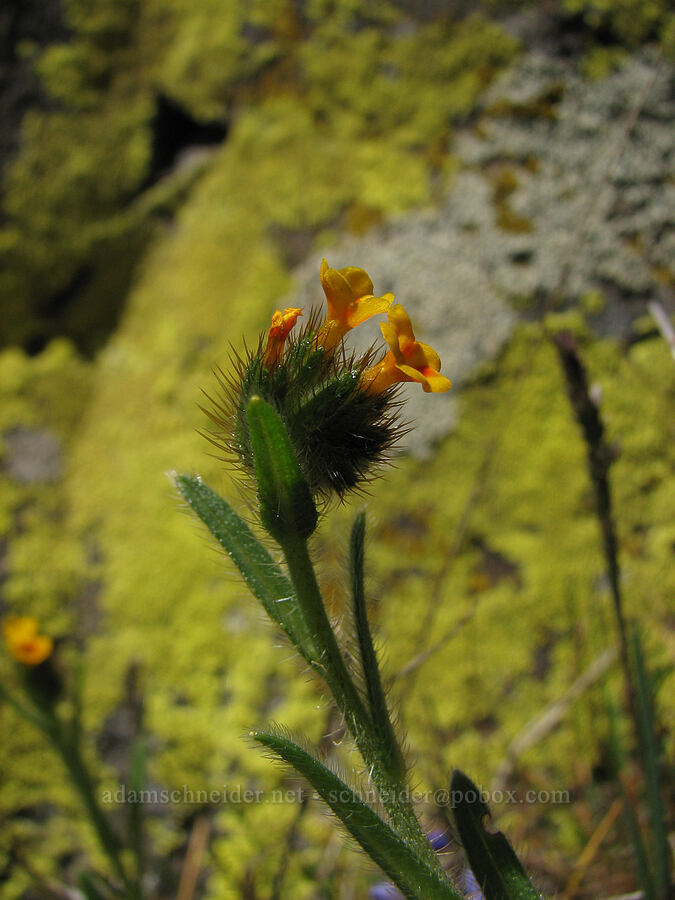 fiddleneck (Amsinckia sp.) [Catherine Creek, Gifford Pinchot National Forest, Klickitat County, Washington]