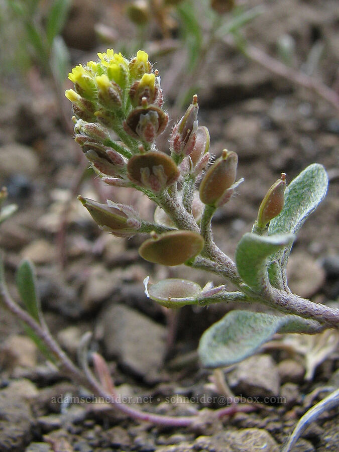 desert madwort (Alyssum desertorum) [Alder Springs Trail, Jefferson County, Oregon]