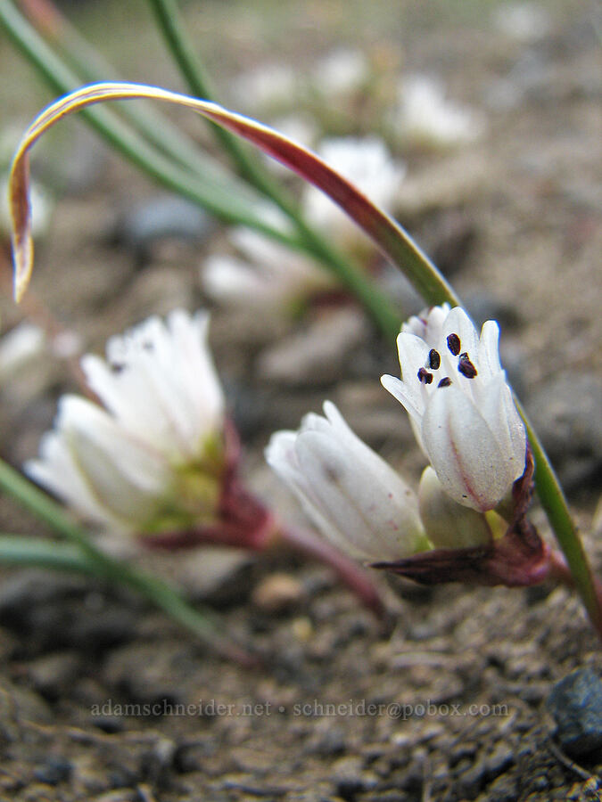 small onion flowers (Allium sp.) [Alder Springs Trail, Jefferson County, Oregon]