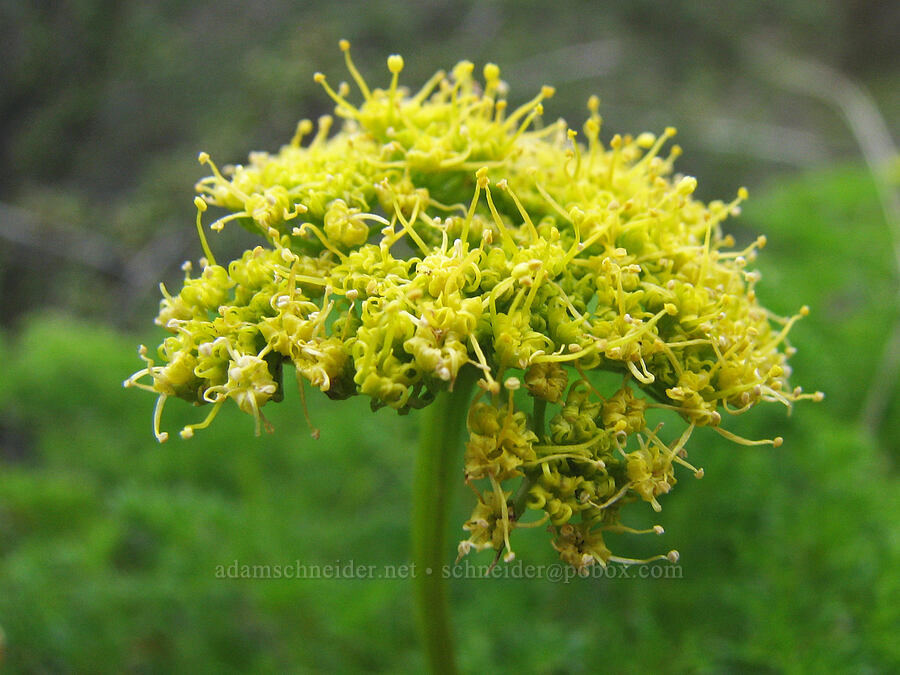 desert parsley (Lomatium sp.) [Alder Springs Trail, Jefferson County, Oregon]