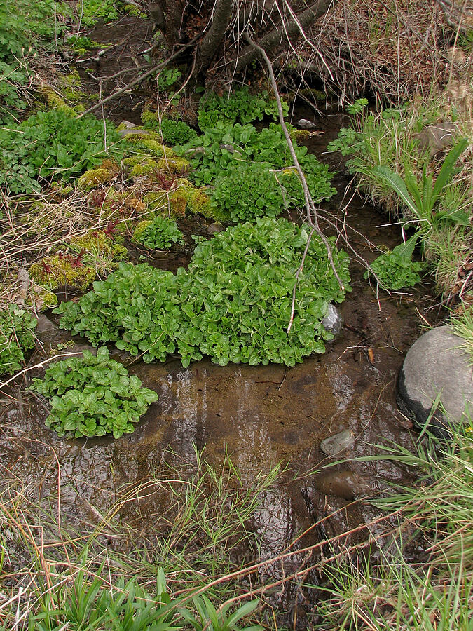 freshwater spring [Alder Springs, Jefferson County, Oregon]
