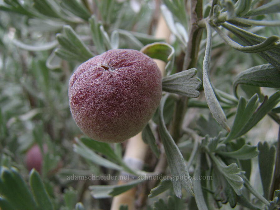 sponge gall on sagebrush (Rhopalomyia pomum, Artemisia tridentata) [Alder Springs Trail, Jefferson County, Oregon]