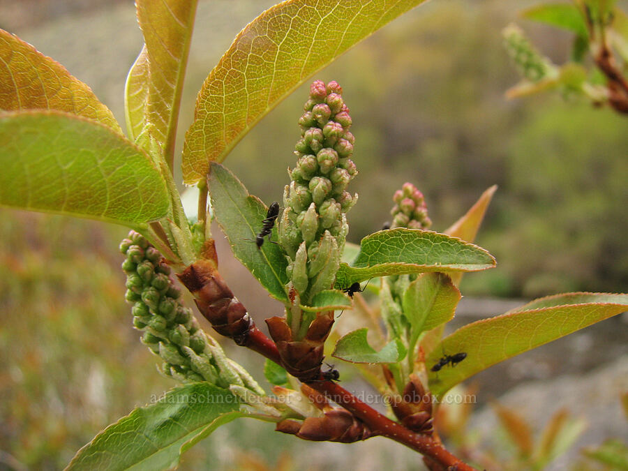 some kind of willow (Salix sp.) [Alder Springs Trail, Jefferson County, Oregon]