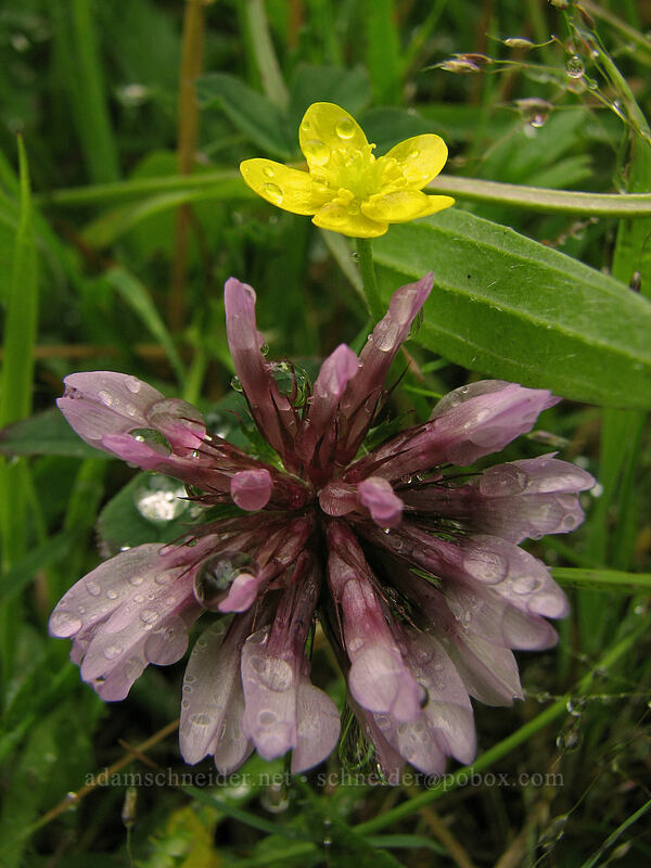 cow's clover & buttercup (Trifolium wormskioldii, Ranunculus sp.) [Cascade Head Trail, Tillamook County, Oregon]