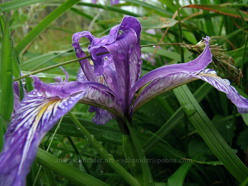 Oregon iris (Iris tenax) [Cascade Head Trail, Tillamook County, Oregon]