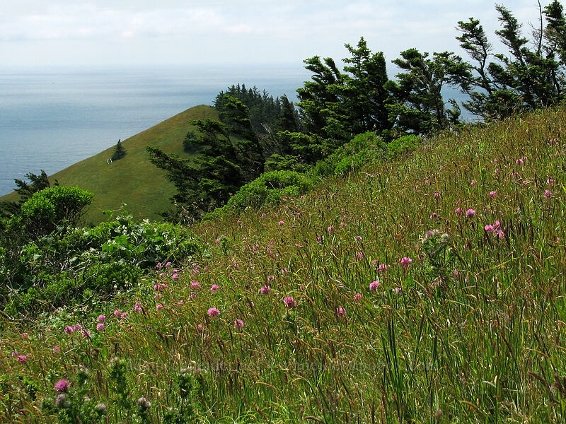 wildflower meadow [Cascade Head Trail, Tillamook County, Oregon]