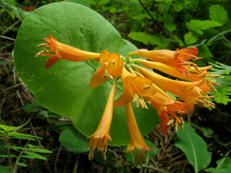orange honeysuckle (Lonicera ciliosa) [Augspurger Trail, Skamania County, Washington]