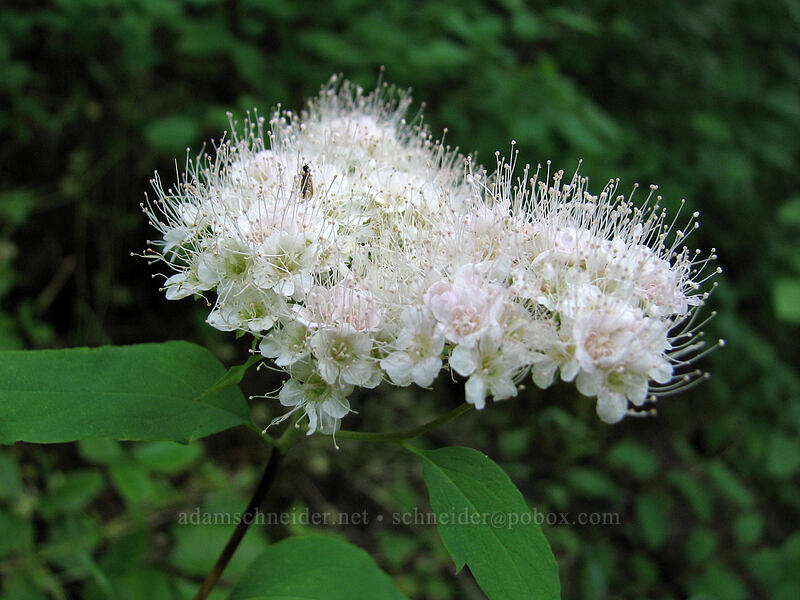 white spirea (Spiraea lucida (Spiraea betulifolia var. lucida)) [Augspurger Trail, Skamania County, Washington]
