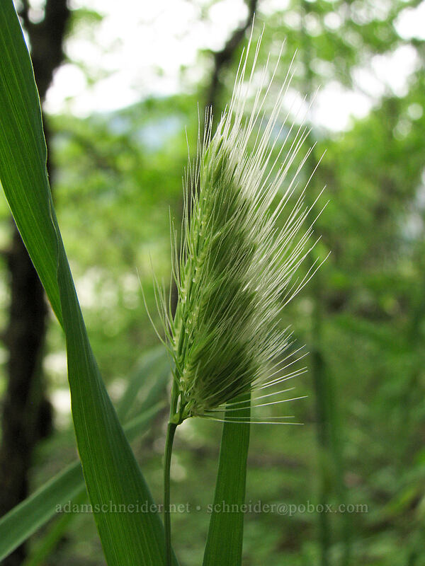 meadow barley (?) [Augspurger Trail, Skamania County, Washington]