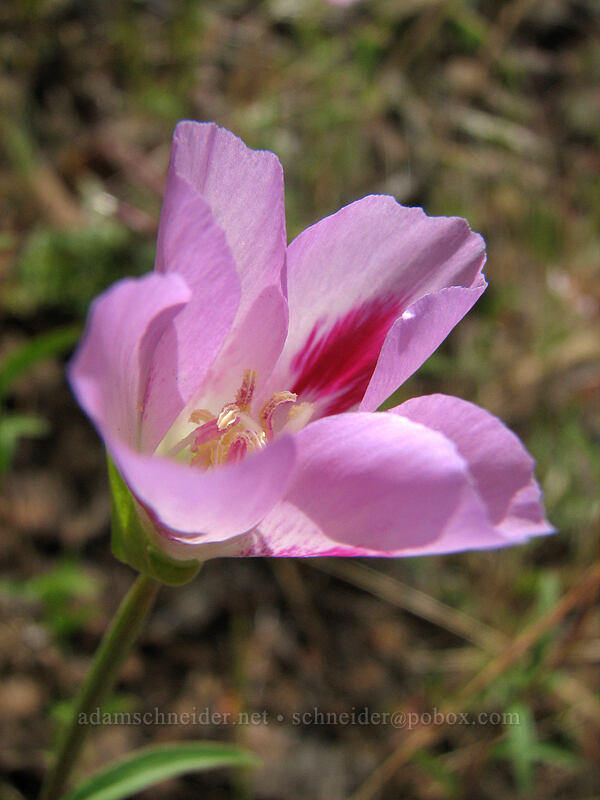 farewell-to-spring (Clarkia amoena) [Augspurger Trail, Skamania County, Washington]