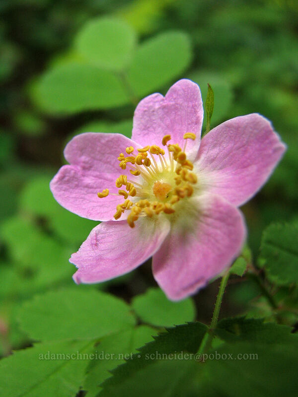 wild rose (Rosa sp.) [Augspurger Trail, Skamania County, Washington]