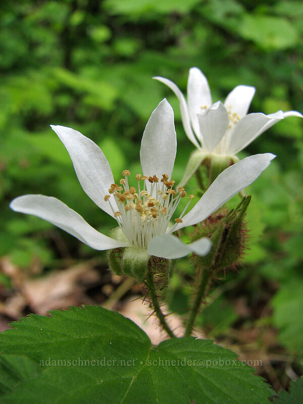 trailing blackberry (Rubus ursinus) [Augspurger Trail, Skamania County, Washington]