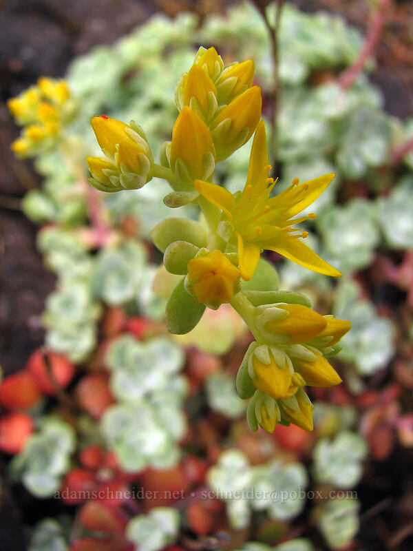 stonecrop flowers (Sedum spathulifolium) [Augspurger Trail, Skamania County, Washington]