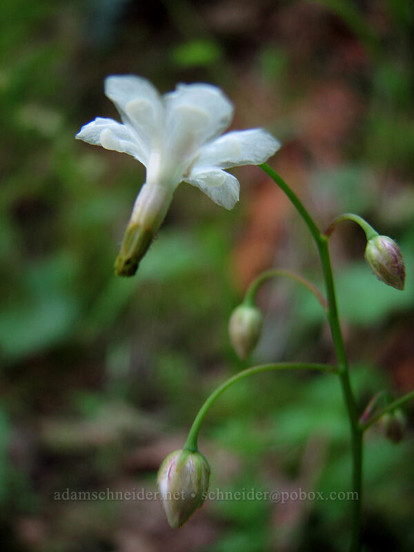northern upside-down flower (Vancouveria hexandra) [Augspurger Trail, Skamania County, Washington]
