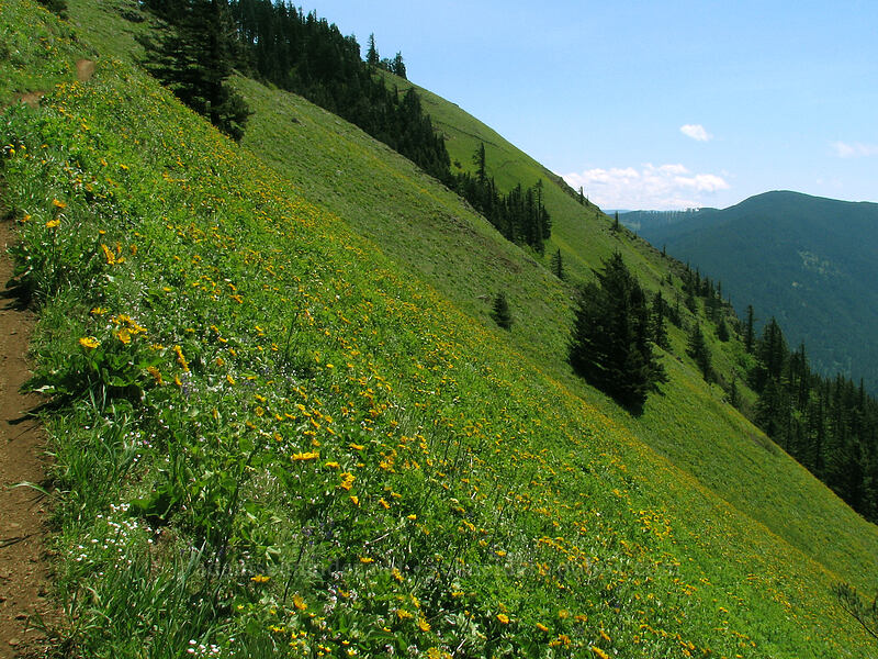 wildflower-covered slopes [Dog Mountain, Skamania County, Washington]
