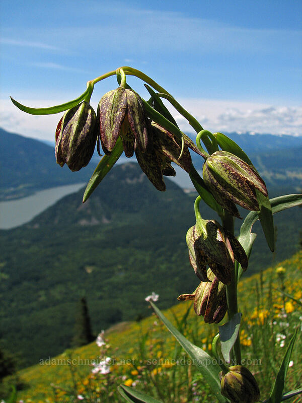 checker lily (Fritillaria affinis) [Dog Mountain, Skamania County, Washington]