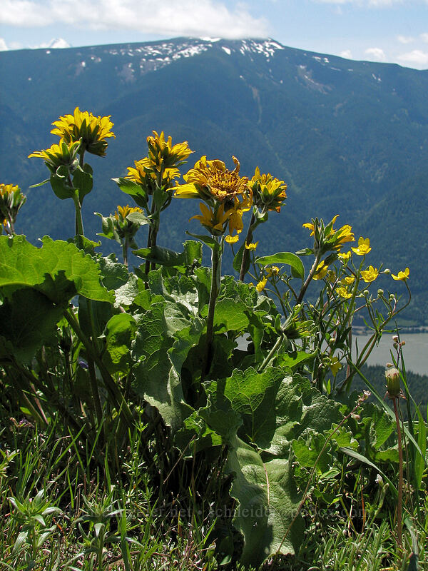 balsamroot & Mount Defiance (Balsamorhiza sp.) [Dog Mountain, Skamania County, Washington]