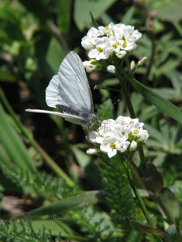 butterfly on penny-cress (Noccaea fendleri ssp. glauca (Thlaspi fendleri var. glaucum)) [Dog Mountain Trail, Skamania County, Washington]