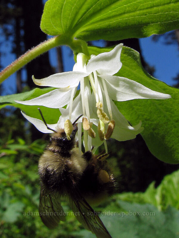 bumblebee on Hooker's fairybells (Bombus sp., Prosartes hookeri (Disporum hookeri)) [Dog Mountain Trail, Skamania County, Washington]