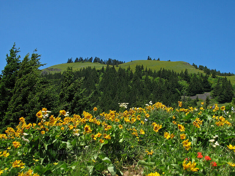 balsamroot & Dog Mountain's summit (Balsamorhiza sp.) [Dog Mountain Trail, Skamania County, Washington]