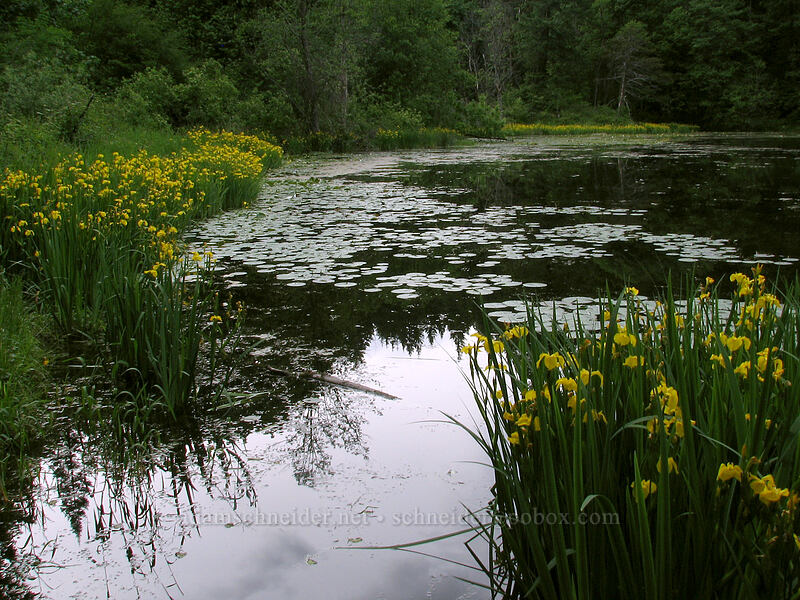 yellow irises & lily pads (Iris pseudacorus) [Ice House Lake, Skamania County, Washington]