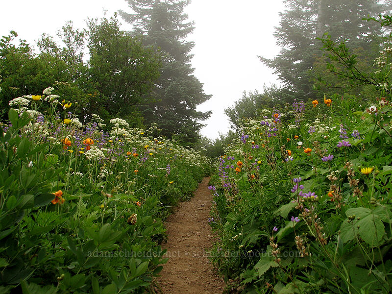 trail through wildflowers [Silver Star Mountain trail, Gifford Pinchot Nat'l Forest, Skamania County, Washington]