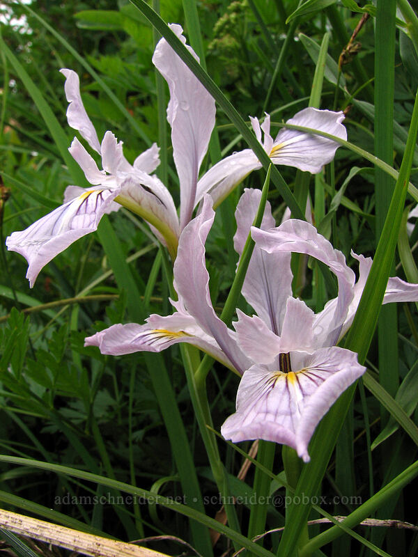 Oregon iris (Iris tenax) [Ed's Trail, Silver Star Mountain, Gifford Pinchot Nat'l Forest, Skamania County, Washington]