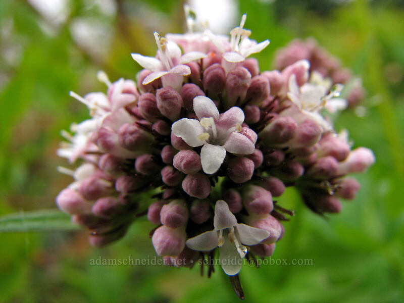 SItka valerian (Valeriana sitchensis) [Ed's Trail, Silver Star Mountain, Gifford Pinchot Nat'l Forest, Skamania, Washington]